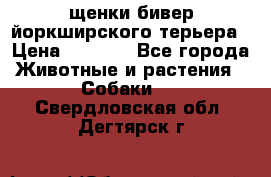 щенки бивер йоркширского терьера › Цена ­ 8 000 - Все города Животные и растения » Собаки   . Свердловская обл.,Дегтярск г.